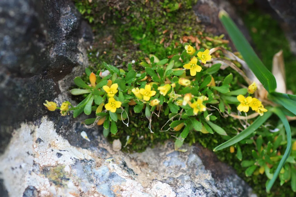 Weber's Draba — photo by USFWS Mountain-Prairie
