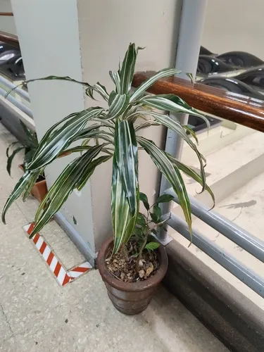 Fragrant Dracaena — photo by Malcon Serrano Segura