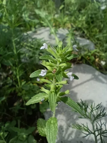 Thymeleaf Dragonhead — photo by Natalia Kazakova