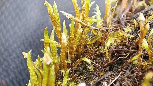 Drepanocladus Moss