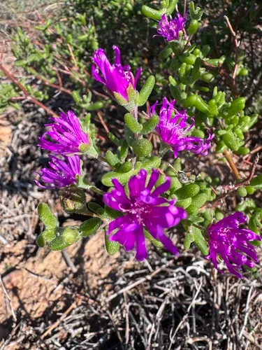 Hairy Dewflower