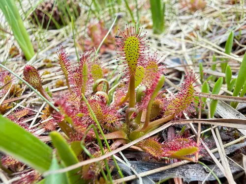 English Sundew
