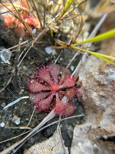 Dwarf Sundew