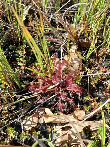 Cape Sundew — photo by Jannie Groenewald
