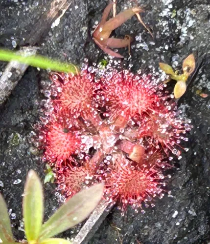 Pink Sundew