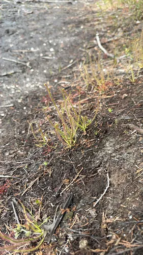 Threadleaf Sundew — photo by cfetz
