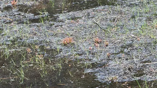Spoonleaf Sundew