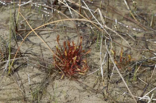 Slenderleaf Sundew — photo by evit