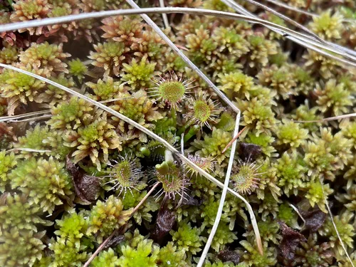 Roundleaf Sundew