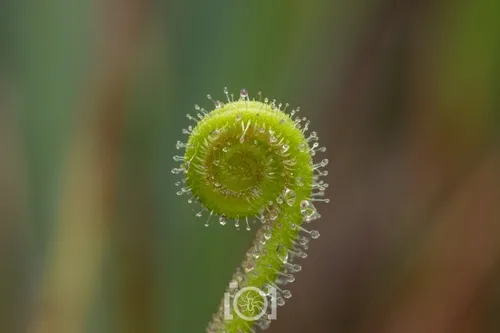 Tracy's Sundew — photo by Lyn Roueche