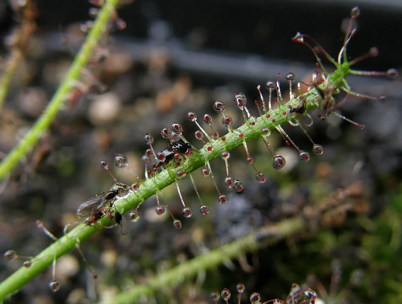 Sundew — photo by Rosťa Kracík