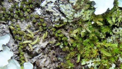 Drummond Moss