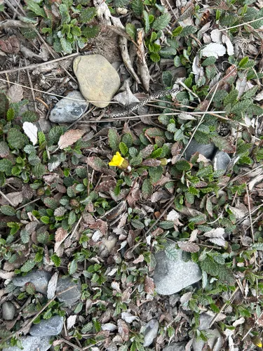 Drummond's Mountain-avens
