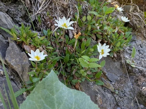 Eightpetal Mountain-avens