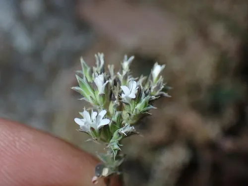 Fendler's Drymary