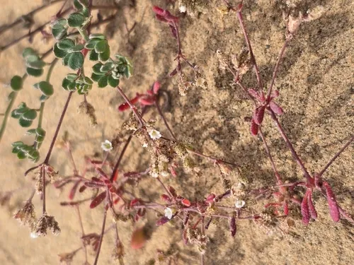 Sticky Drymary