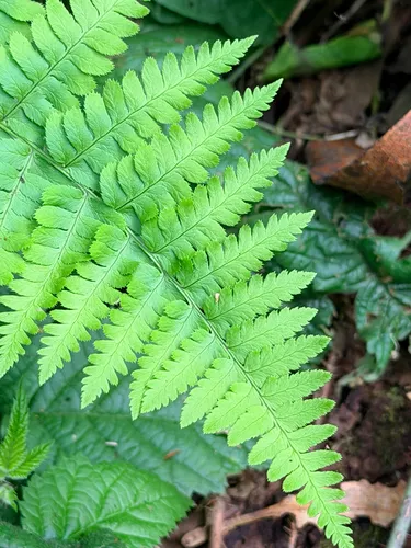 Coastal Woodfern
