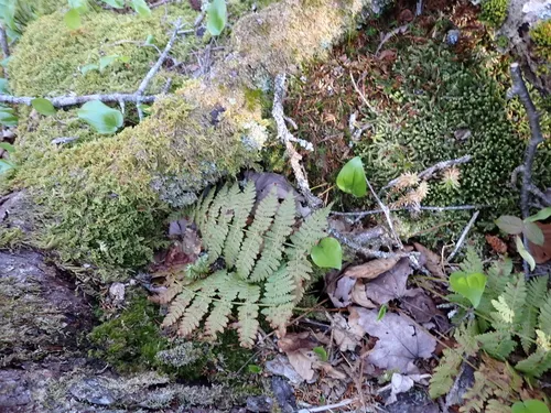 Mountain Woodfern — photo by Jared Gorrell