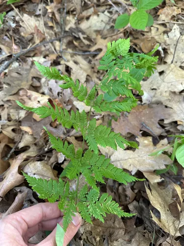 Spinulose Woodfern — photo by Peter Quakenbush