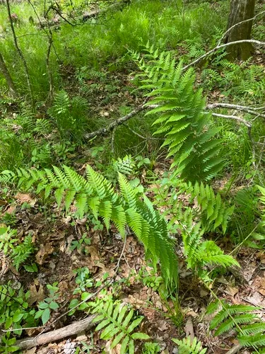 Log Fern — photo by Maeve and Joey Coker