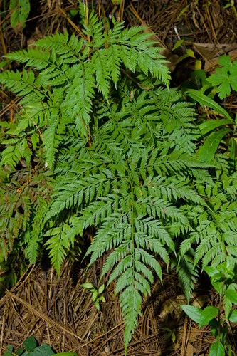 Cinnamon Woodfern