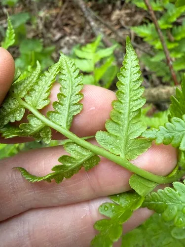 Clinton's Woodfern