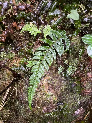 Serpent Woodfern — photo by Susan Fawcett