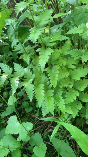 Crested Woodfern