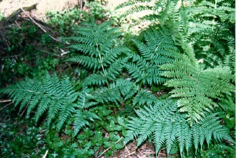 Spreading Woodfern — photo by Unknown author Unknown author