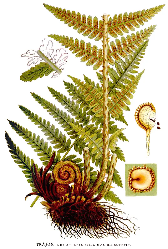Male Fern — photo by Carl Axel Magnus Lindman