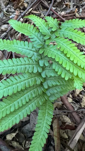 Crowned Woodfern