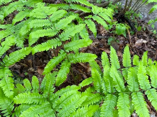 Goldie's Woodfern — photo by Steve Ansell