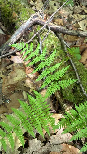 Intermediate Woodfern — photo by lupefern