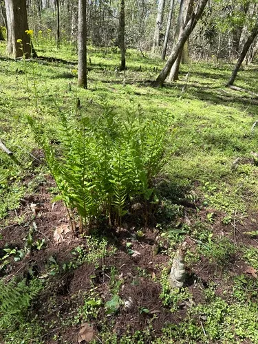 Southern Woodfern — photo by James (Eddie) Watkins