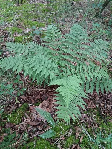 Marginal Woodfern — photo by Perry Garner