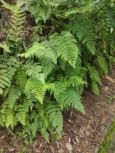 Ross' Woodfern — photo by Efraín Octavio Aguilar Pérez