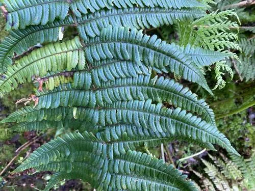 Ainahou Valley Woodfern