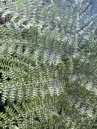 Waikamoi Woodfern — photo by Susan Fawcett