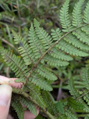 Onetooth Woodfern — photo by Kevin Faccenda