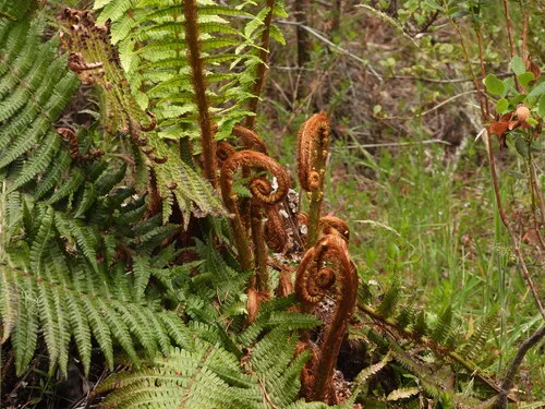 Alpine Woodfern