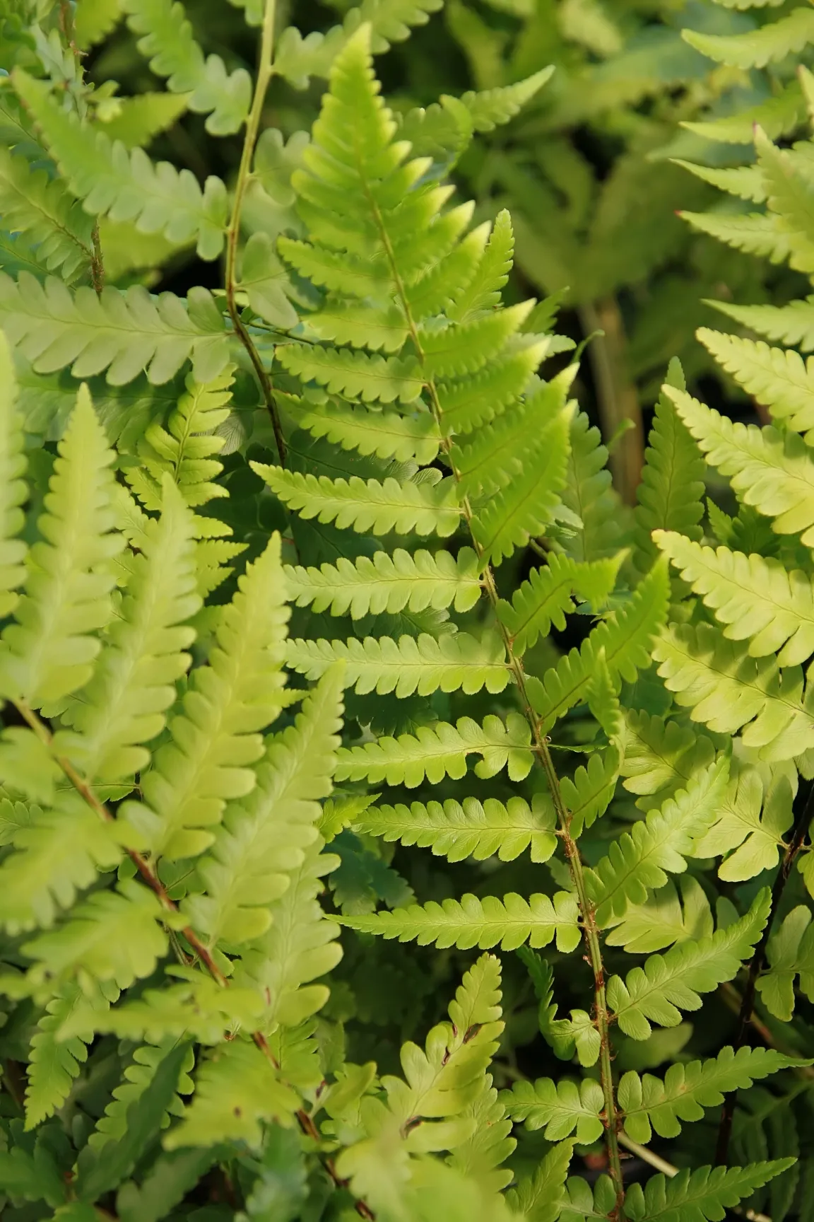 Woodfern — photo by Photo by David J. Stang