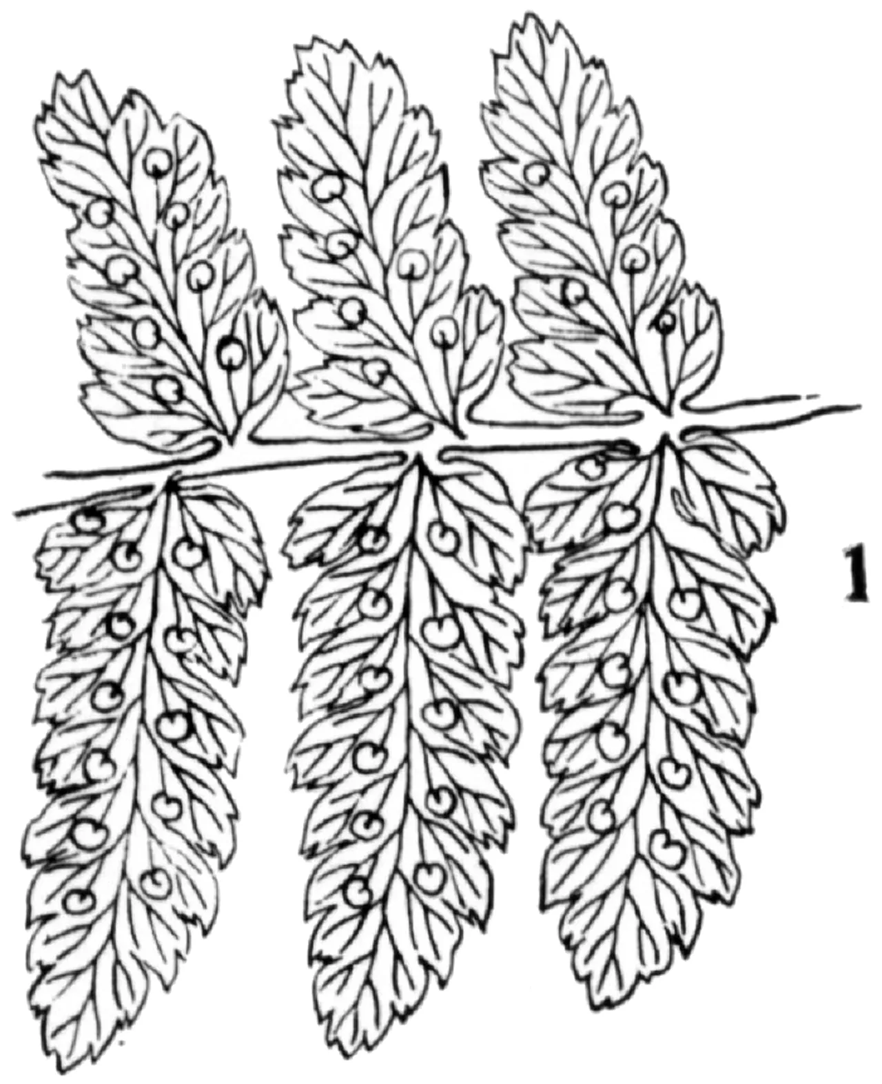Pittsford Woodfern — photo by Margaret Slosson