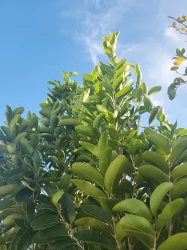 Milkbark