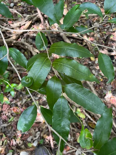 Guiana Plum
