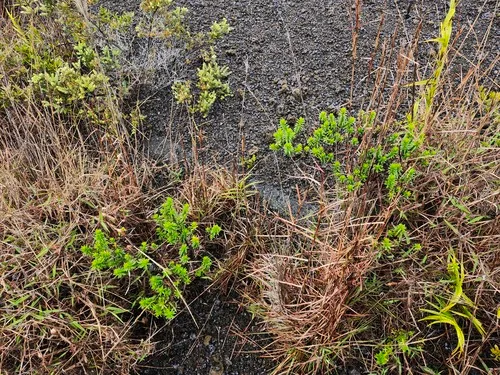 Lava Dubautia — photo by Peter Scott