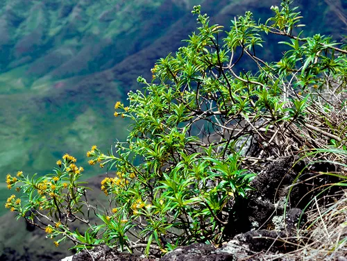 Keaau Valley Dubautia — photo by Gerry Carr