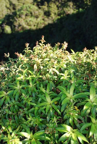 Bog Dubautia