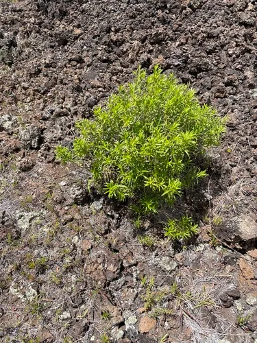 Shrubland Dubautia (subsp. opposita) — photo by Kyhl Austin