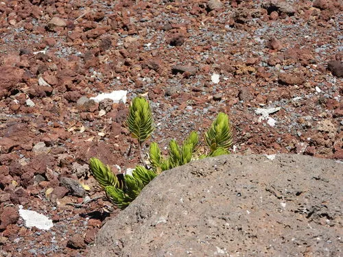 Mountain Dubautia — photo by Joshua Almansa