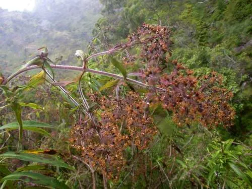 Kauai Dubautia — photo by Kenneth R. Wood (NTBG)